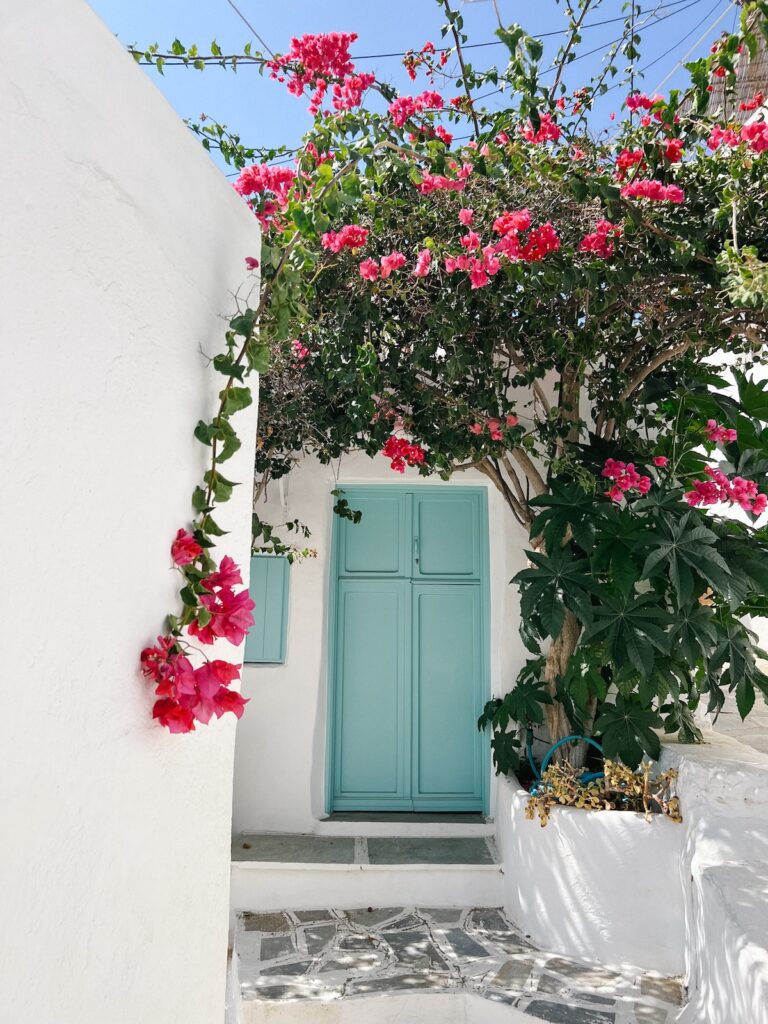 A turquoise door with pink bougainvillea overhead in the Greek Islands.